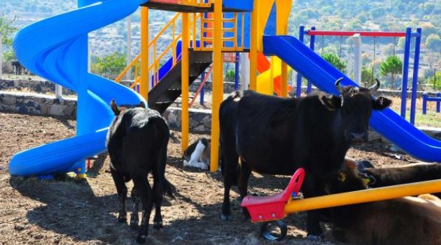 Çocuk parkında inekler otluyor