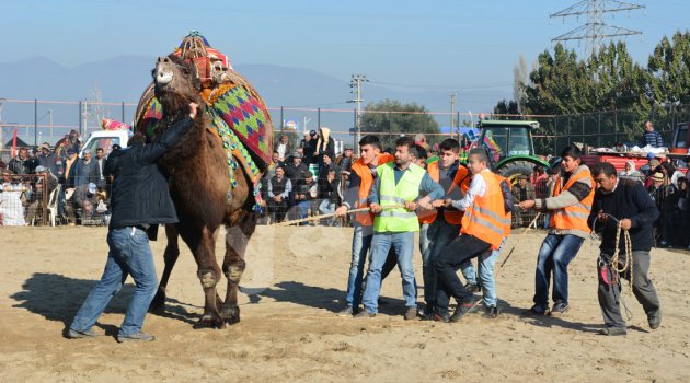Develer sünnet çocukları için güreşti