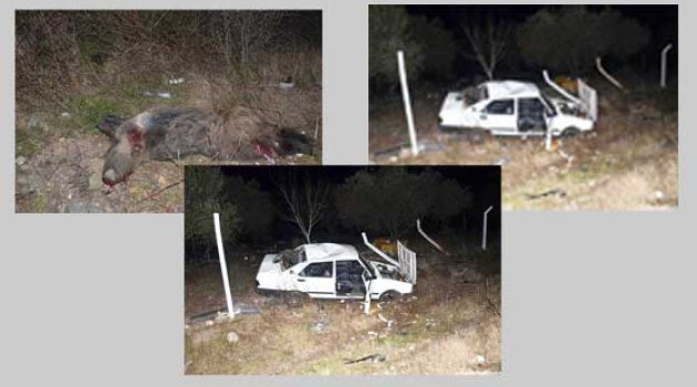 Domuza çarpan otomobil takla attı: 3 yaralı