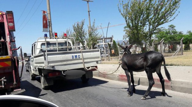 Eşeğe eziyet pes dedirtti