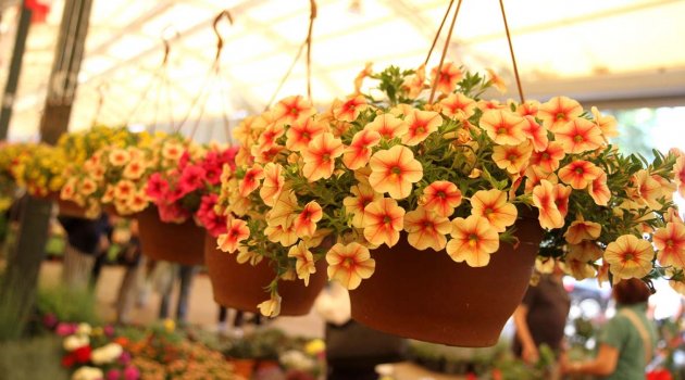 Festival coşkusu