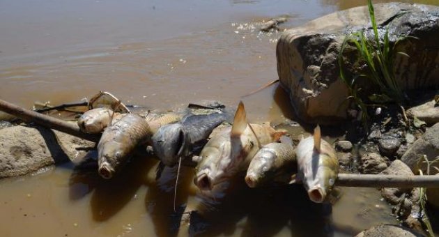 Gediz Nehri'nde toplu balık ölümleri