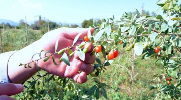 Goji Berry Çayı ve Hazırlanışı