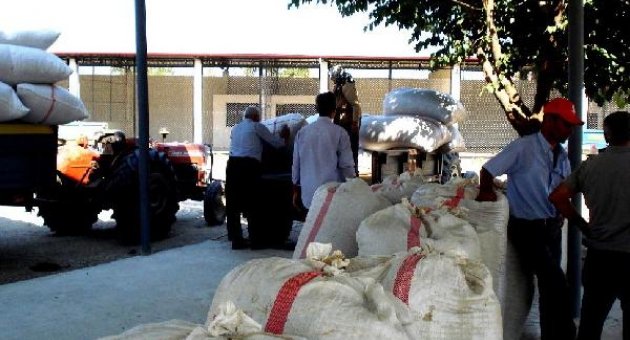Haşhaş kapsül  alımlarına başlandı