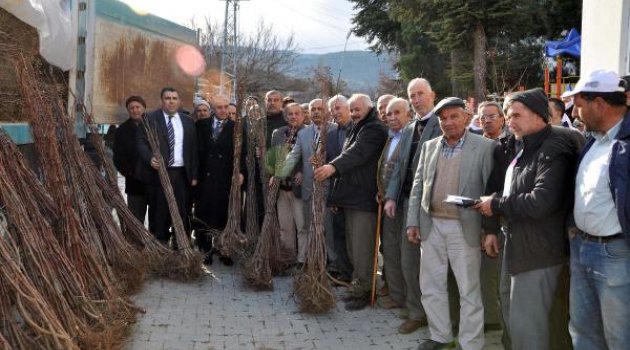 Hünnap üretimi artıyor