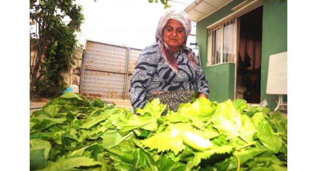 İlaç kalıntısı asma yaprağı ihracatını vurdu