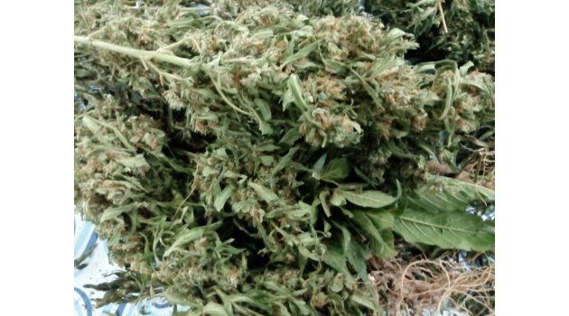 Jandarma’dan Urganlı’da uyuşturucu operasyonu