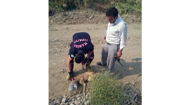 Kafası bidona sıkışan köpeği belediye görevlisi kurtardı