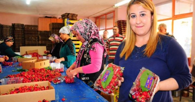 Kirazın altın yılı