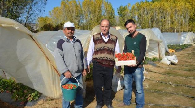 Kış çileği Kulalı üreticinin yüzünü güldürdü