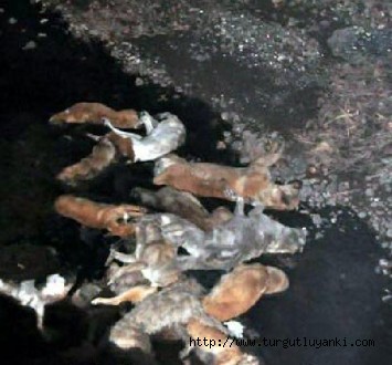 Köprünün altında, 16 köpek ölüsü bulundu.