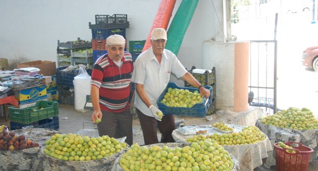 Meyve Cenneti