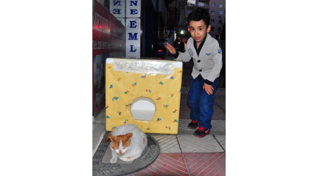 Minik hayvanseverden örnek davranış