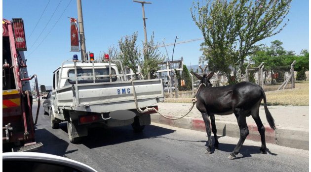 "Eşeğin sağlık durumu iyi, gelip ziyaret edebilirsiniz"