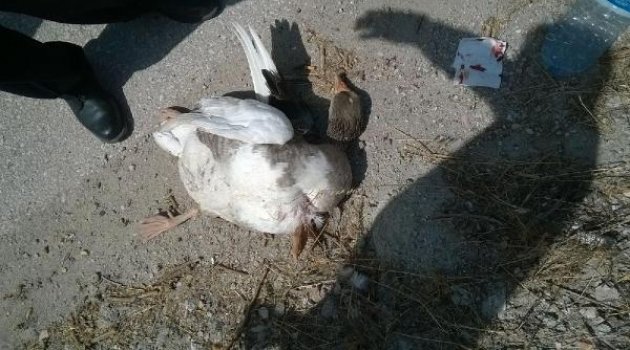 Ön cama çarpan kaz kaza yaptırdı: 5 yaralı