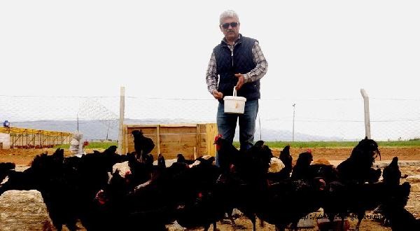 Ördekçi babanın tavukçu oğlu