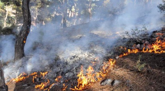 Ormanlık alandaki yangın büyümeden söndürüldü