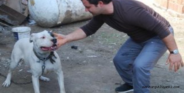 Köpeklere Fısıldayan Adam