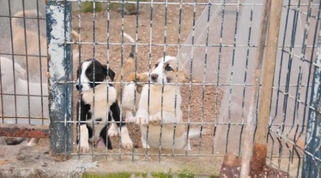 Sezonluk köpek sevgisi barınakları doldurdu