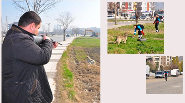 Sokak hayvanları bakım için toplandı