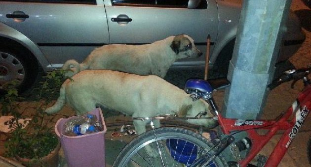 Sokak köpekleri 2 kadına saldırdı