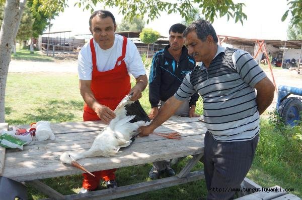 Kanadı kırık halde bulunan leylek koruma altına alındı