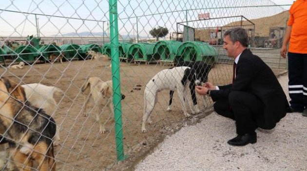 Başkan Şirin: Köpekleri hasta ya da uyuz etmiyoruz, onlara zarar vermiyoruz