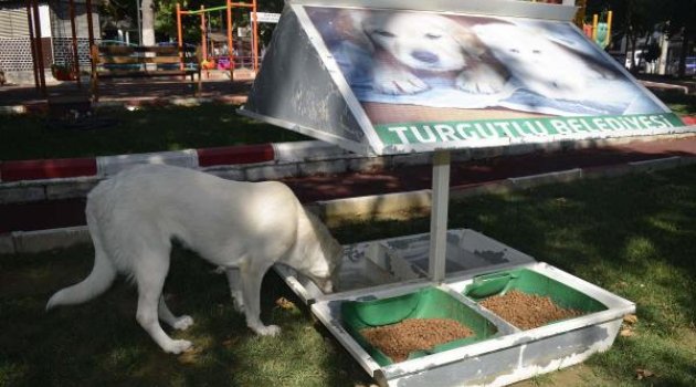 Turgutlu'dan can dostları için çalışma