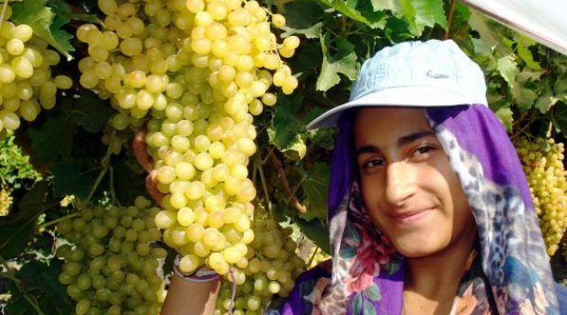 Üzümde rekolte düşük, kalite yüksek