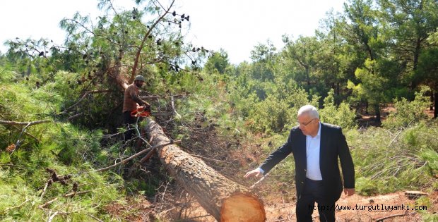 Manisa’ya  dikilen 17 Miyon ağaç nerede?
