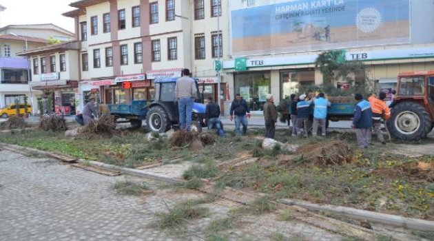 Yarım asırlık 10 çam daha kesildi