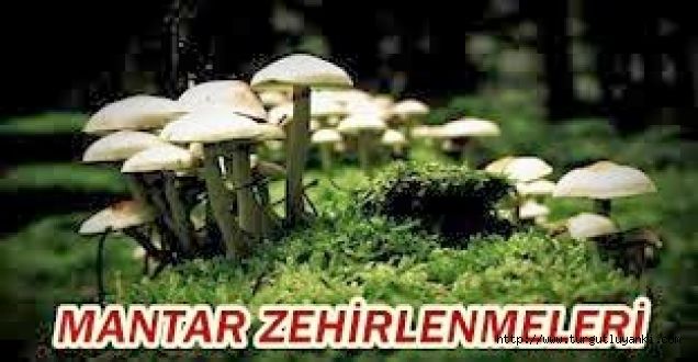 Yedikleri mantardan zehirlendiler