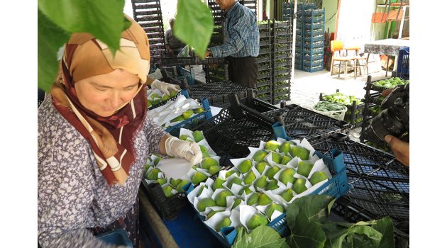 Yediveren İnciri ihracattan olumsuz etkilendi