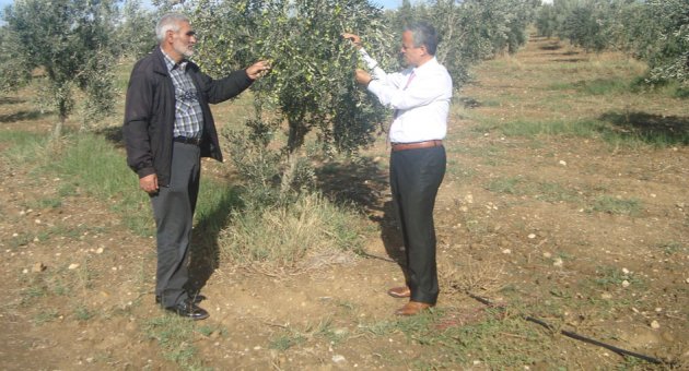 Yurttaş: Manisa zeytin cenneti olacak!
