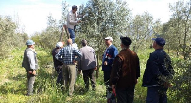 Zeytinde verim artışı bekleniyor