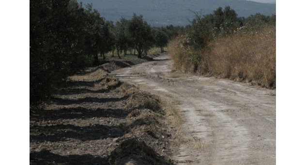 Zeytin Hasat’ına  En Büyük Destek Akhisar Belediyesinden