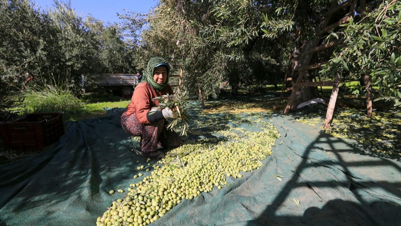Akhisar’da Zeytin Rekoltesi Düştü, Kalite Üreticiyi Sevindirdi
