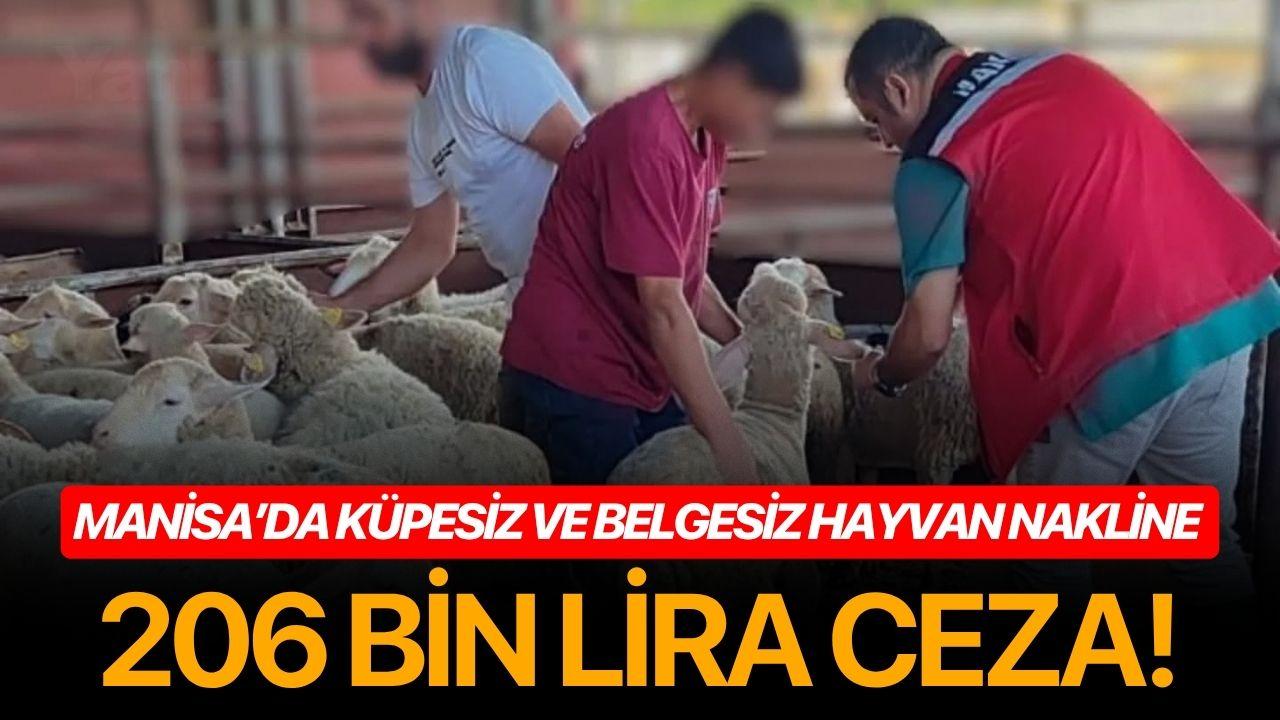 Manisa’da Küpesiz ve Belgesiz Hayvan Nakline 206 Bin Lira Ceza!