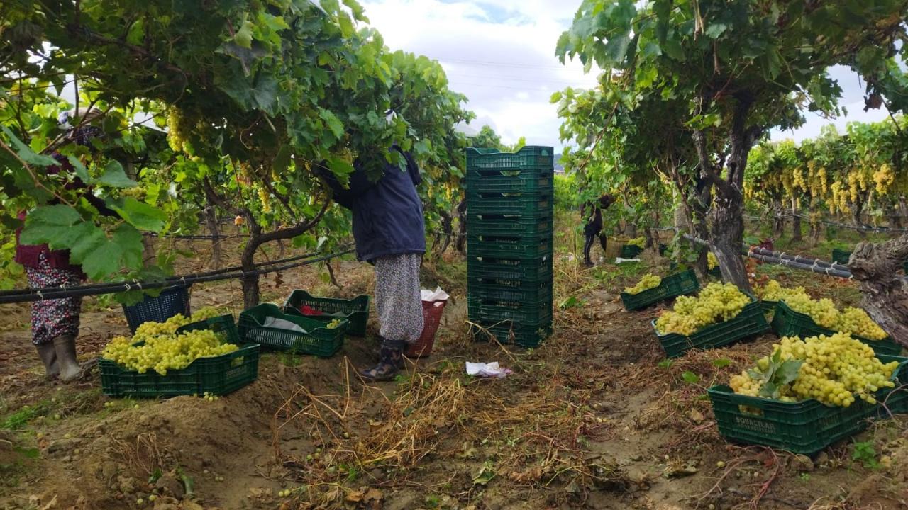 Manisa'da yağmur çamur demeden hasat devam ediyor