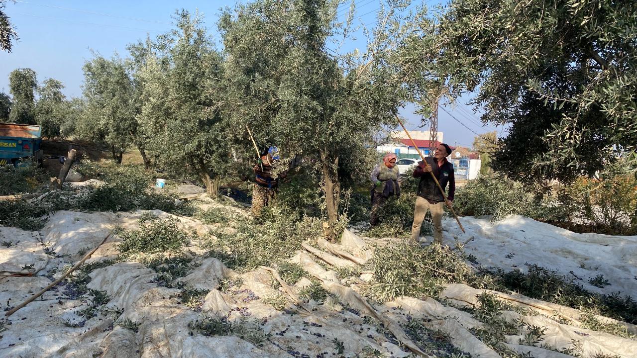 Manisa’nın o ilçesinde Zeytinde rekolte düşük, kalite yüksek