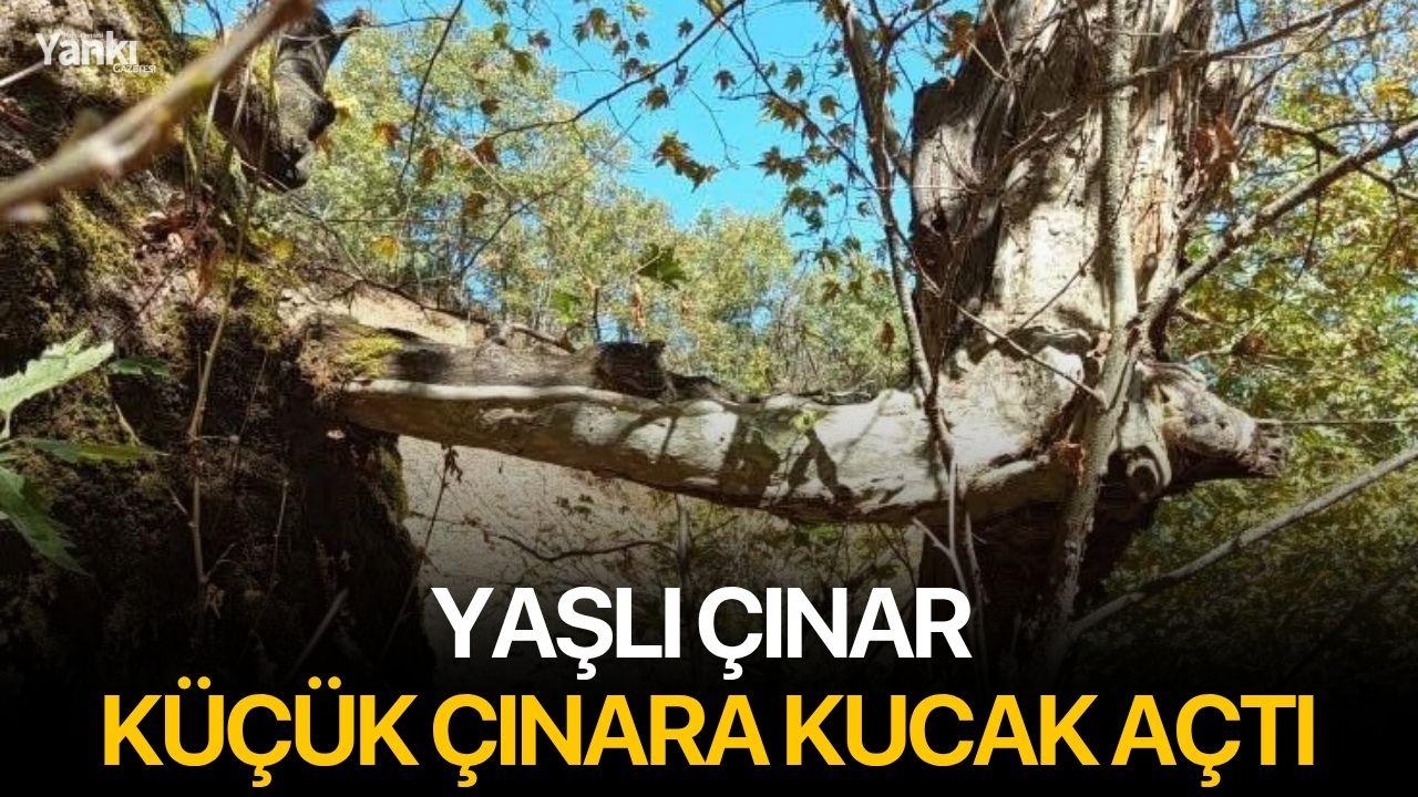 Yaşlı çınar küçük çınara kucak açtı
