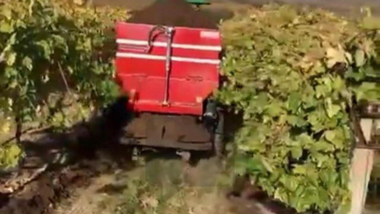 Bağlara kışlık doğal gübre verilmeye başlandı