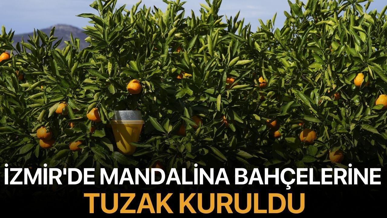 İzmir'de mandalina bahçelerine tuzak kuruldu
