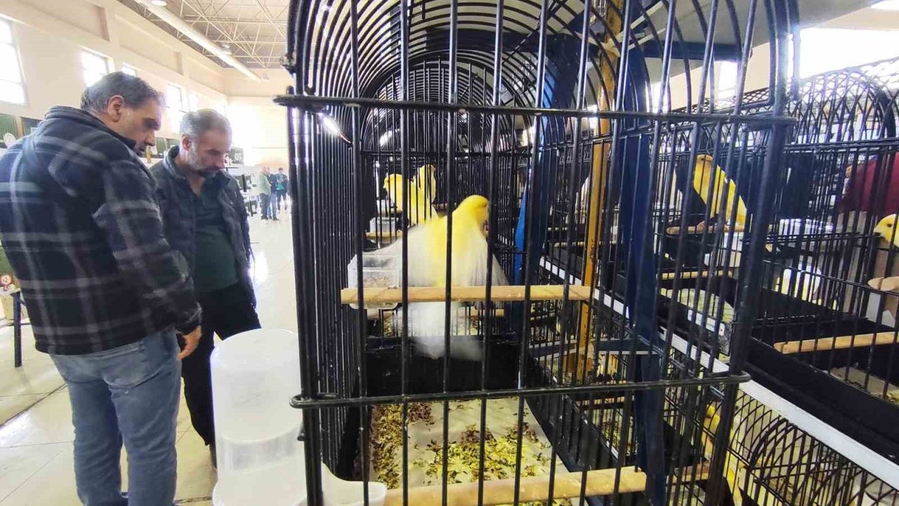 Manisa’da 3 bin kanarya yarıştı, Turgutlu'dan da üreticiler katıldı