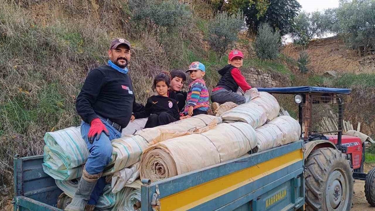Manisa'da üzüm hasadı bitti, bağ örtüleri toplanıyor