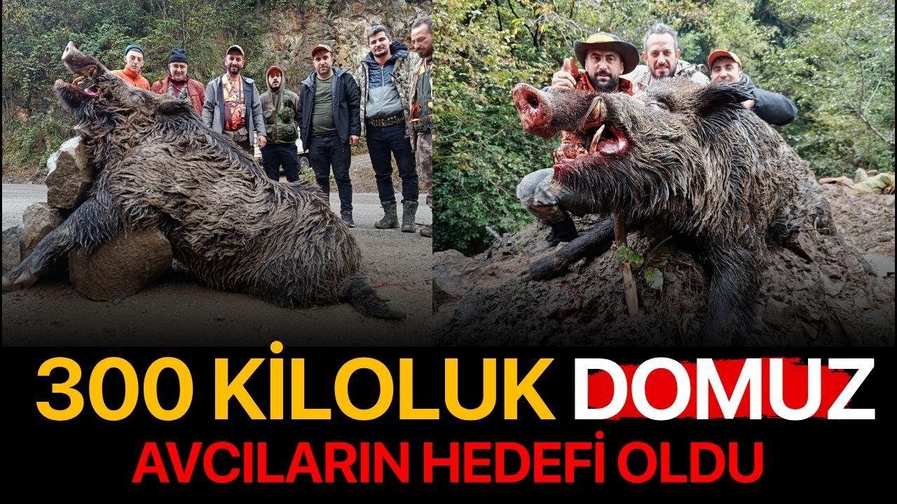 Trabzon'da sürek avında 300 kg'lık domuz fişeklerin hedefi oldu