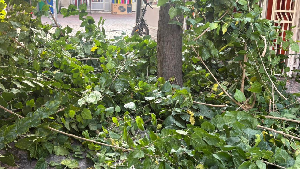 Turgutlu’da Sonbahar Ağaç Budama Çalışmaları Başladı