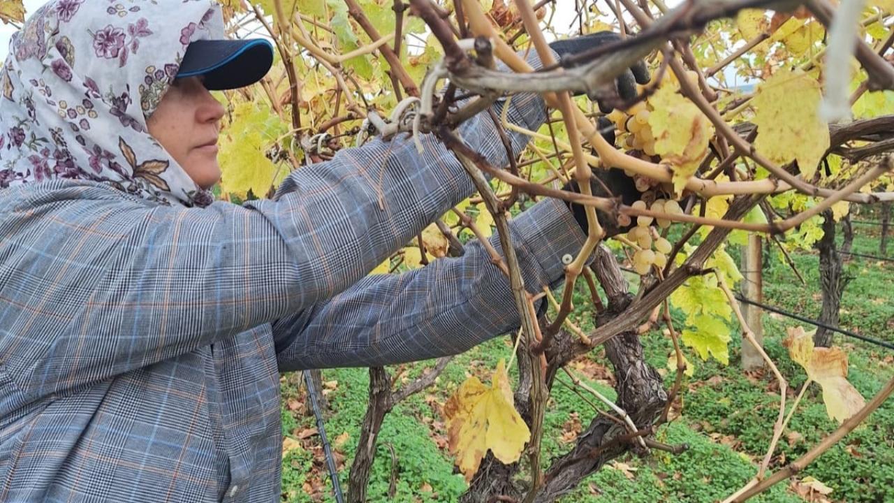 Bağda kalan üzümler ev ekonomisine can suyu oluyor