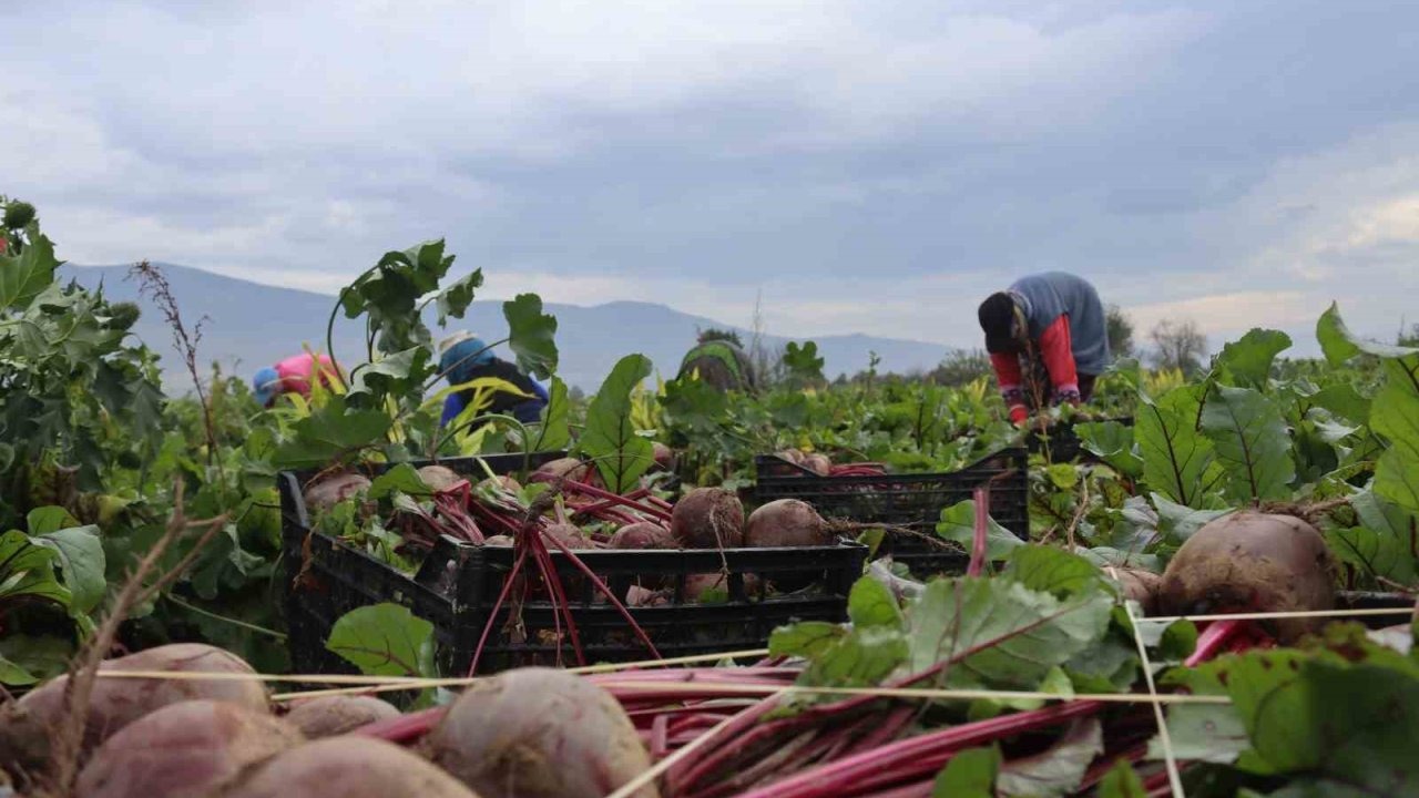 Bereketli Gediz Topraklarında ‘Kırmızı elmas’ mesaisi