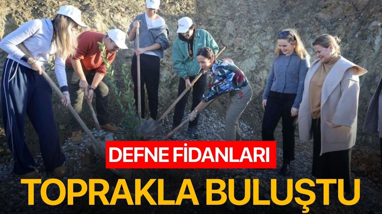 Defne fidanları toprakla buluştu